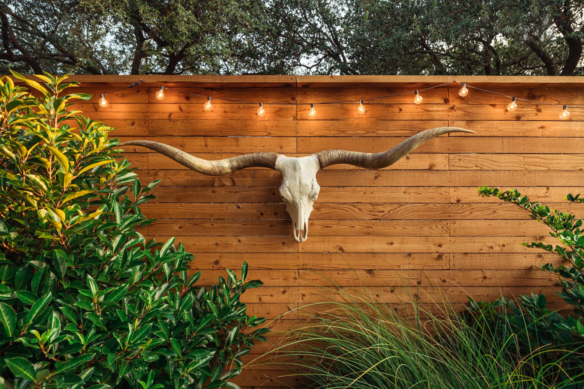 A long-horned skull mounted on a wooden fence, surrounded by greenery, with string lights hanging above. The scene is set outdoors, likely in a garden or backyard.